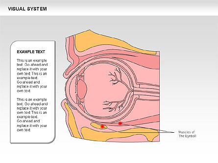 Menschliches visuelles Systemdiagramm, Folie 26, 00578, Medizinische Diagramme und Charts — PoweredTemplate.com