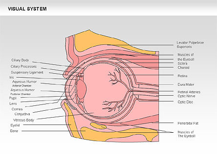 Schema sistema visivo umano, Slide 27, 00578, Diagrammi e Grafici Medici — PoweredTemplate.com