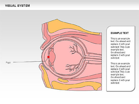 Diagrama del sistema visual humano, Diapositiva 8, 00578, Diagramas y gráficos médicos — PoweredTemplate.com