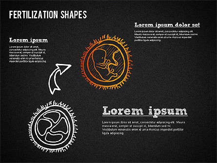 Bentuk Proses Pemupukan, Slide 13, 01436, Bagan dan Diagram Medis — PoweredTemplate.com