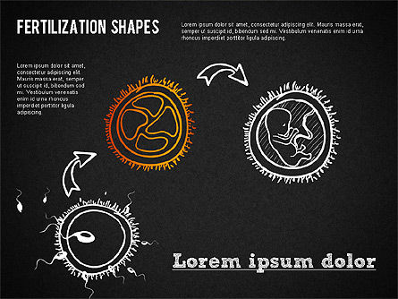Formas del proceso de fertilización, Diapositiva 15, 01436, Diagramas y gráficos médicos — PoweredTemplate.com