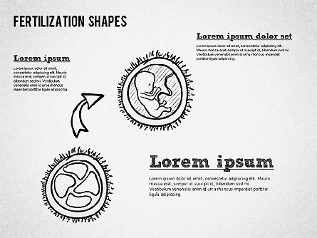 Formas del proceso de fertilización, Diapositiva 5, 01436, Diagramas y gráficos médicos — PoweredTemplate.com