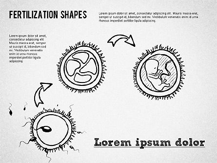 Fertilization Process Shapes, Slide 7, 01436, Medical Diagrams and Charts — PoweredTemplate.com