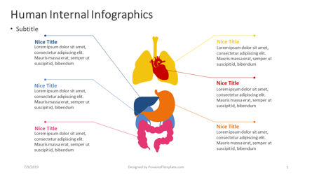 Menselijke interne - medische infographics, Gratis PowerPoint-sjabloon, 04360, Infographics — PoweredTemplate.com