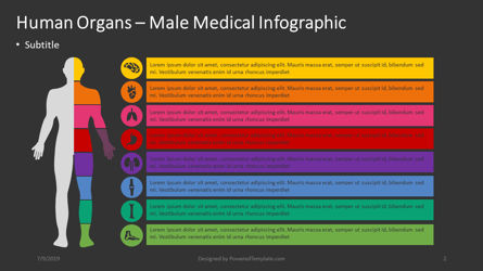 Humano interno - infografía masculina, Diapositiva 2, 04362, Infografías — PoweredTemplate.com