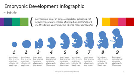 Infografía de desarrollo embrionario, Plantilla de PowerPoint, 04370, Infografías — PoweredTemplate.com