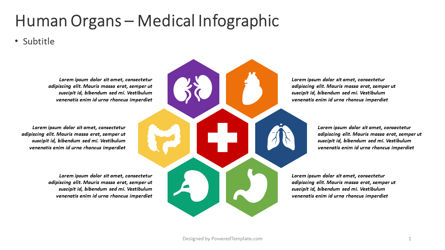Organes humains - infographie médicale, Gratuit Modele PowerPoint, 04372, Infographies — PoweredTemplate.com