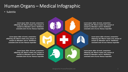 Menschliche organe - medizinische infografik, Folie 2, 04372, Infografiken — PoweredTemplate.com