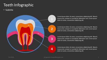Infographie des dents, Diapositive 2, 04391, Infographies — PoweredTemplate.com