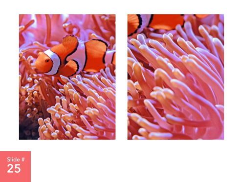 Living Coral PowerPoint Theme, Dia 26, 04969, Presentatie Templates — PoweredTemplate.com