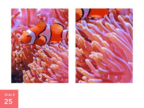 Living Coral Keynote Theme, Diapositive 26, 04976, Modèles de présentations — PoweredTemplate.com