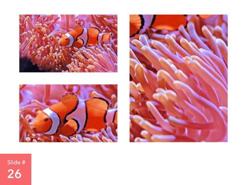 Living Coral Keynote Theme, Slide 27, 04976, Modelli Presentazione — PoweredTemplate.com