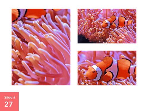 Living Coral Keynote Theme, Slide 28, 04976, Presentation Templates — PoweredTemplate.com