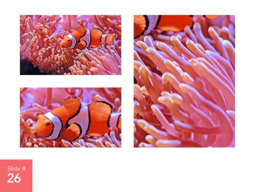 Living Coral Google Slides Theme, Slide 27, 04980, Presentation Templates — PoweredTemplate.com