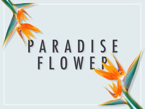 Paradise Flower Keynote Template, スライド 9, 05775, プレゼンテーションテンプレート — PoweredTemplate.com