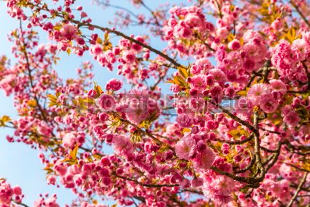 Foto Cabang Pohon Sakura Merah Muda Yang Mekar Foto Stok 58589