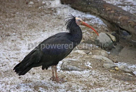 ウィーン動物園オーストリアの黒いイビス鳥 写真ストックフォト