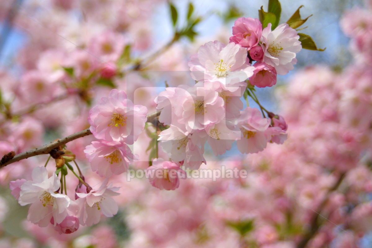 Photo Gratuite Fleur De Sakura De Printemps Photo Gratuit