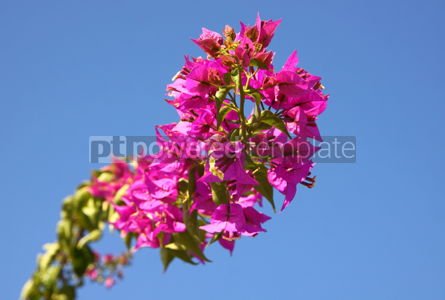 青い空をバックに庭のブーゲンビリアの花の枝 写真ストックフォト