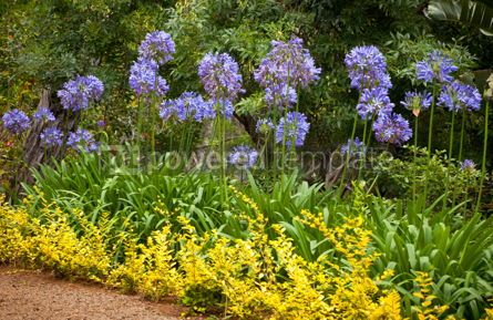 Blue African Lily (Agapanthus Africanus) flowers Stock Photo 61605