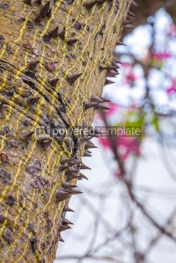 Close Up Trunk Of Silk Floss Tree Ceiba Speciosa Foto