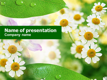 甘菊PowerPoint模板, 免费 PowerPoint模板, 00818, 自然与环境 — PoweredTemplate.com