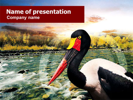 Saddle-billed Stork Free PowerPoint Template, Free PowerPoint Template, 01176, Animals and Pets — PoweredTemplate.com