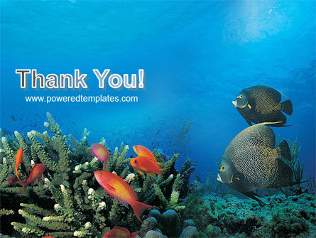 Coral Reef Powerpoint Template Free Coral Reef Powerpoint Template Backgrounds 01691 Poweredtemplate Com Coral Reef Powerpoint Template Free Coral Reef Powerpoint Template Backgrounds 01691 Poweredtemplate Com