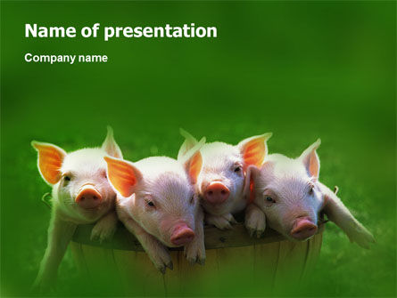 Pig PowerPoint Template, PowerPoint Template, 01708, Agriculture — PoweredTemplate.com