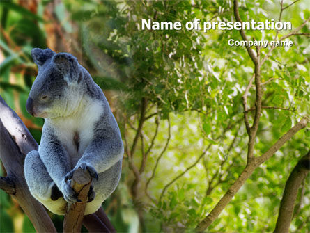 Koala PowerPoint Template, Gratis PowerPoint-sjabloon, 01867, Dieren en Huisdieren — PoweredTemplate.com