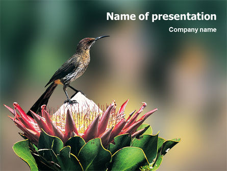 Cape sugarbird PowerPoint Vorlage, Kostenlos PowerPoint-Vorlage, 02052, Natur & Umwelt — PoweredTemplate.com