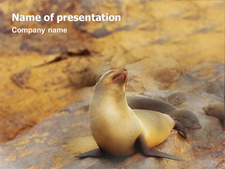 Sea Lion PowerPoint Template, Free PowerPoint Template, 02135, Animals and Pets — PoweredTemplate.com