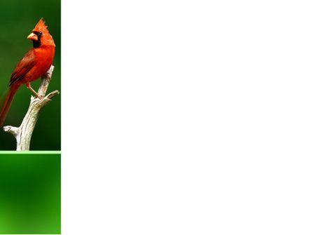 インドジアナ枢機卿の鳥 - PowerPointテンプレート, スライド 3, 02503, 動物＆ペット — PoweredTemplate.com