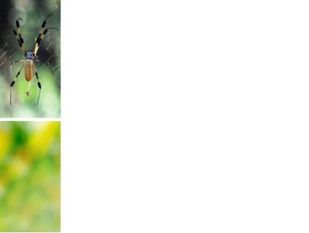 파워포인트 템플릿 - 거미, 슬라이드 3, 02704, 동물 및 애완동물 — PoweredTemplate.com