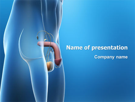 Male Reproductive Organs PowerPoint Template, Free PowerPoint Template, 03223, Medical — PoweredTemplate.com