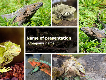 Plantilla de PowerPoint - iguana, Gratis Plantilla de PowerPoint, 05414, Animales y Mascotas — PoweredTemplate.com