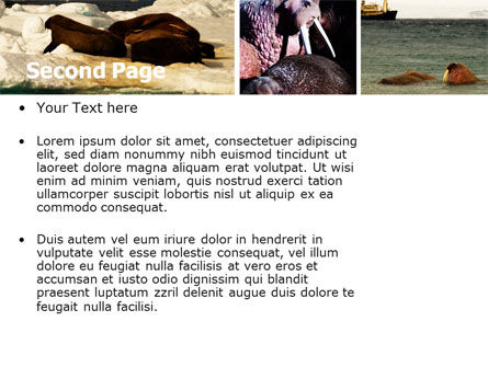 Walrus Free PowerPoint Template, Slide 2, 05511, Animals and Pets — PoweredTemplate.com