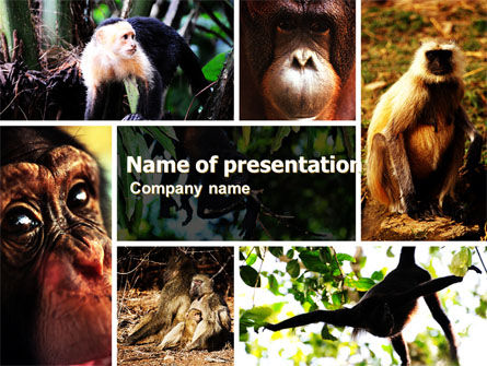 Primaten PowerPoint Vorlage, Kostenlos PowerPoint-Vorlage, 05820, Tiere und Haustiere — PoweredTemplate.com