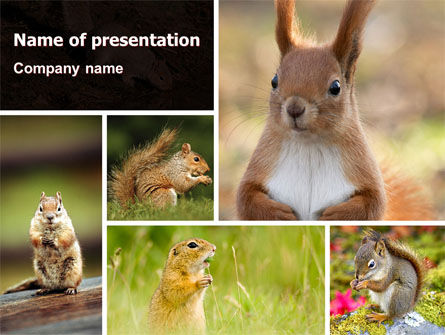 Squirrel PowerPoint Template, 06311, Animals and Pets — PoweredTemplate.com