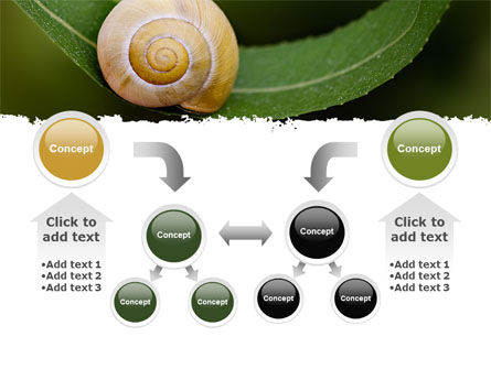 template snail shell powerpoint subscription advanced package single