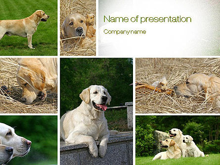 拉布拉多犬PowerPoint模板, PowerPoint模板, 10766, 通用 — PoweredTemplate.com