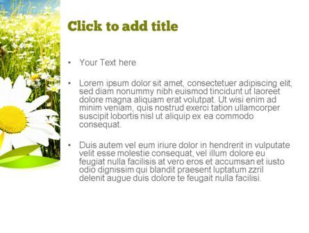 Ox-eye Daisy Camomile PowerPoint Template, Slide 3, 11157, Nature & Environment — PoweredTemplate.com