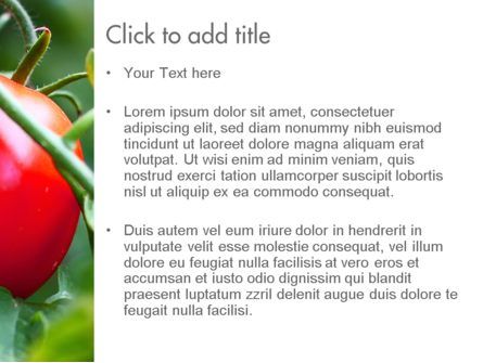 Ripe Tomatoes PowerPoint Template, Slide 3, 11371, Agriculture — PoweredTemplate.com