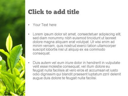 Modèle PowerPoint de jeunes feuilles de thé, Diapositive 3, 11382, Agriculture — PoweredTemplate.com
