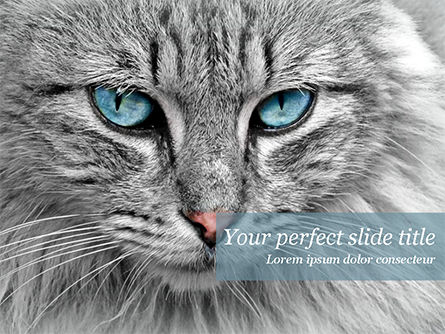 Cat with Blue Eyes PowerPoint Template, PowerPoint Template, 15490, General — PoweredTemplate.com