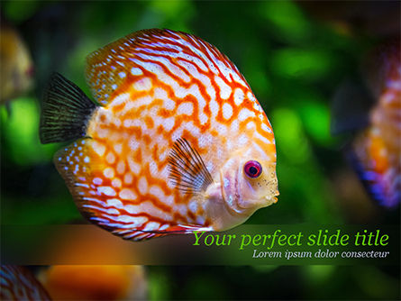 Discus Fish PowerPoint Template, Free PowerPoint Template, 15506, Nature & Environment — PoweredTemplate.com