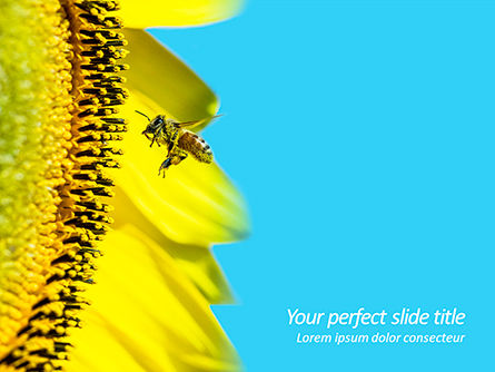 Bee Flies to Sunflower PowerPoint Template, Free PowerPoint Template, 15611, Nature & Environment — PoweredTemplate.com