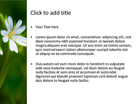 White Flower Close-up PowerPoint Template, Slide 3, 15619, Nature & Environment — PoweredTemplate.com