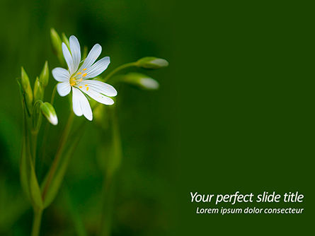 White Flower Close-up PowerPoint Template, Free PowerPoint Template, 15619, Nature & Environment — PoweredTemplate.com
