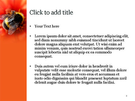 Bumblebee on Flower PowerPoint Template, Slide 3, 15633, Nature & Environment — PoweredTemplate.com